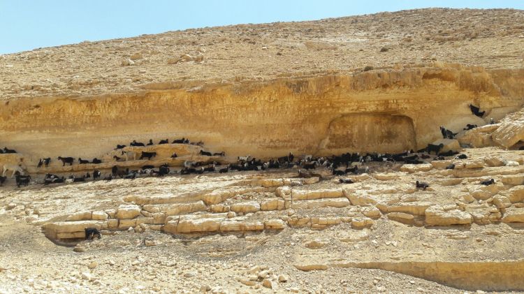 WhatsApp Image 2017-07-30 at 07.09.55.jpeg