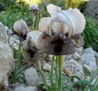 Iris Damascena